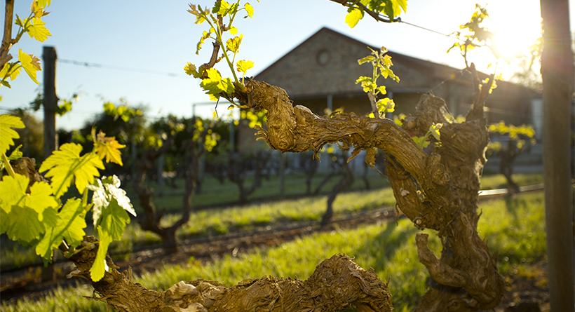 Old Vine 1961 vineyard in front of the Kaesler winery